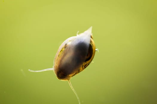 bubble snails, eggs of snails