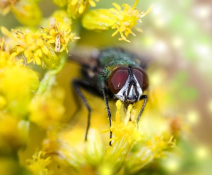 fly on a flower