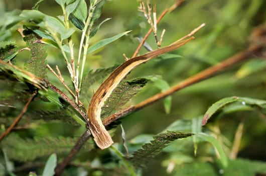 caterpillar of banana butterfly