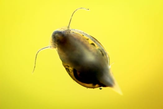 bubble snails, eggs of snails