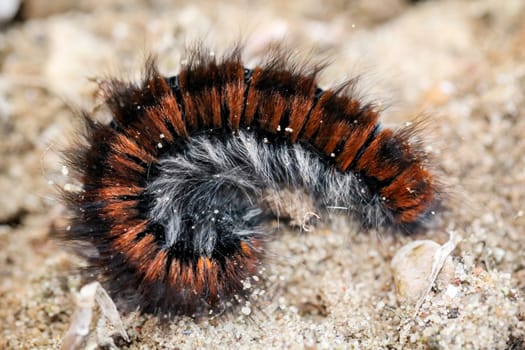 caterpillar of the blackberry moth