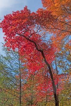 Intense Red Leaves in the Fall in Pisgah National Forest in North Carolina
