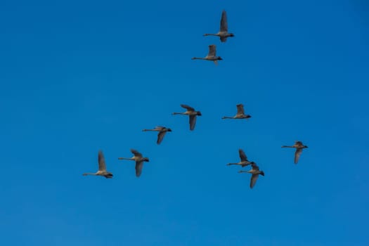 Flying white whooping swans, Altay, Siberia Russia
