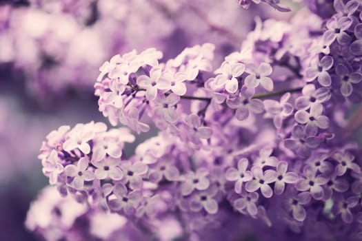 Lilac flowers spring blossom, sunny day light bokeh background