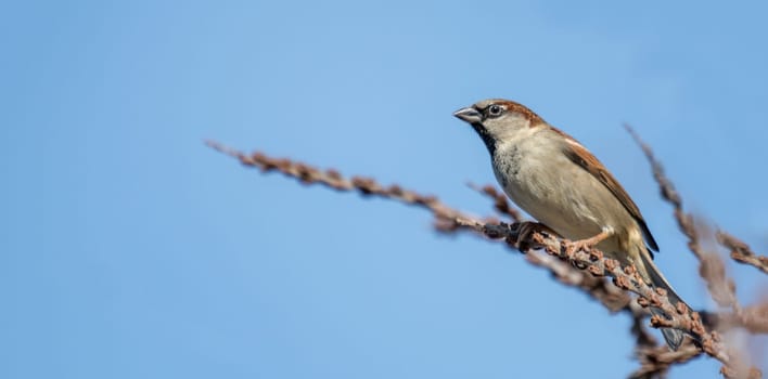 little sparrow male is looking interested, sitting on a branch in front of blue sky with copy space