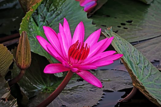 Purple Lotus Flower, close up of water plant in bloom
