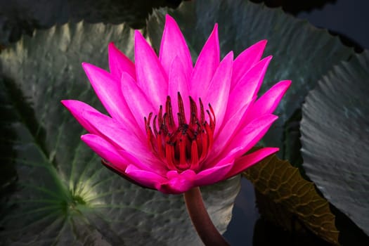 Purple Lotus Flower, close up of water plant in bloom