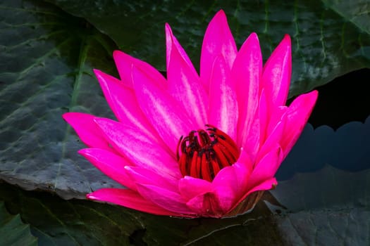 Purple Lotus Flower, close up of water plant in bloom