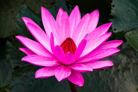 Purple Lotus Flower, close up of water plant in bloom