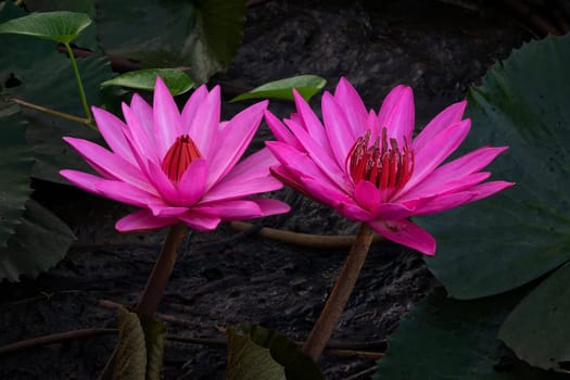Purple Lotus Flower, close up of water plant in bloom