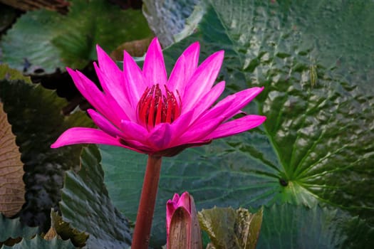 Purple Lotus Flower, close up of water plant in bloom