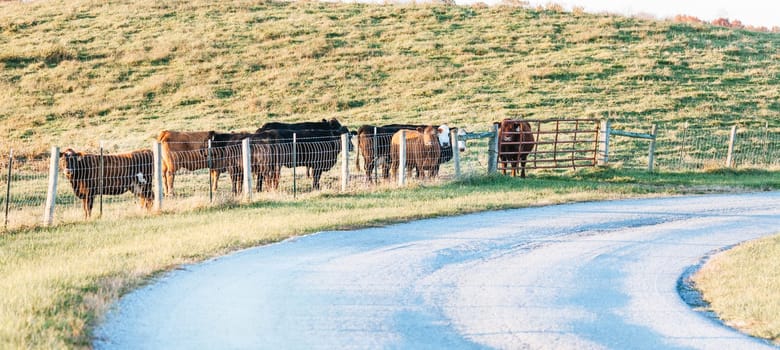 Cows standing near the fence at a farm in Central Kentucky
