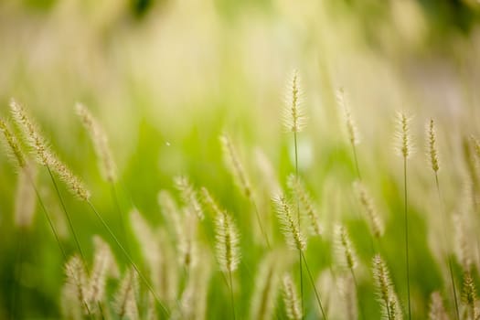 The reed grass juicy green colored as grasses background