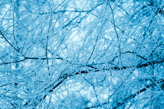 winter forest and branches in the snow during the day.