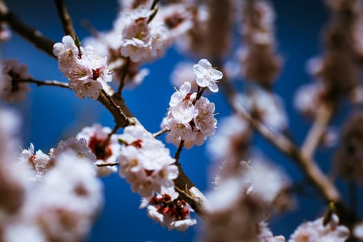 blooming apricot on a background of a spring sky.