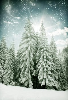 Christmas background with snowy pine forest