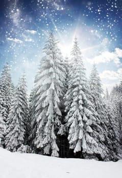 Christmas background with snowy pine forest