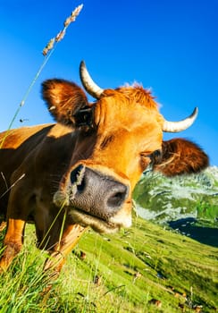 Cow, farm animal in the french alps, Abondance race cow, savy, beaufort sur Doron