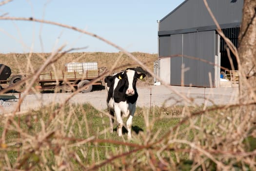 single cow in front of farm sheds in its yard