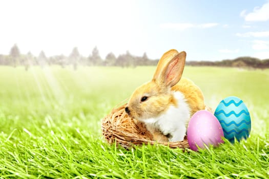 Little bunny sitting in the nest and colorful easter eggs on the grass field with trees and blue sky background. Happy Easter