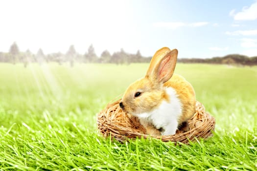 Little bunny sitting in the nest on the grass field with trees and blue sky background. Happy Easter