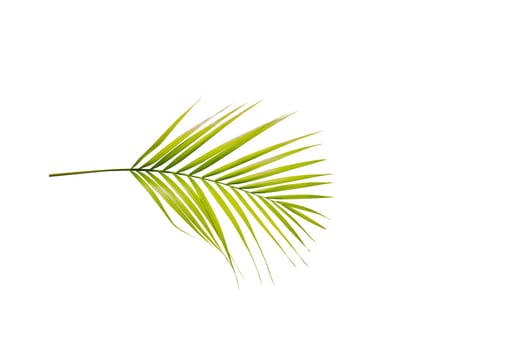 Palm branch with green leaves isolated over white background