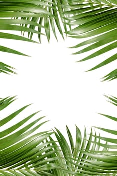 Palm branches with green leaves and space for text over white background. Palm Sunday concept