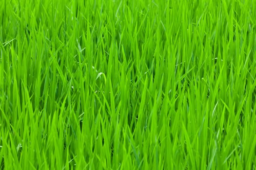 Herbs in high resolution