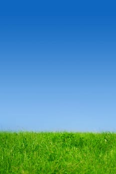 Fresh spring green grass, Panorama