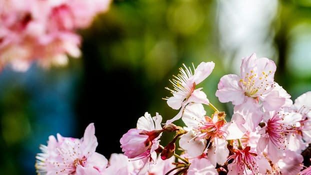 The pink beautiful sakura flower with nice background color