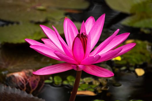 Lotus Water Lily Purple, close up of tropical flower