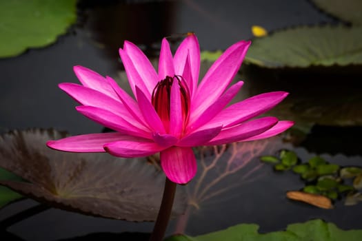 Lotus Water Lily Purple, close up of tropical flower