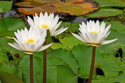 Lotus Water Lily White, close up of tropical flower