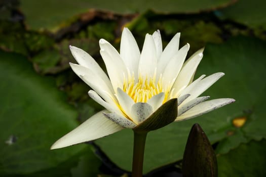 Lotus Water Lily White, close up of tropical flower