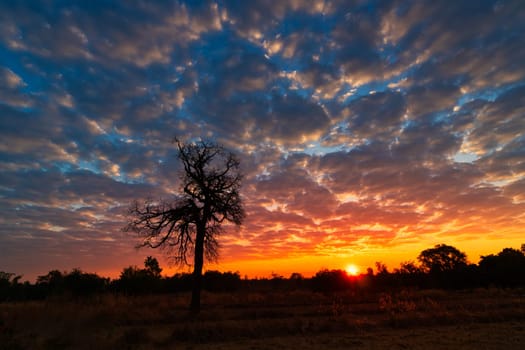 Sunrise Landscape, lonely tree with colorful sky in the morning