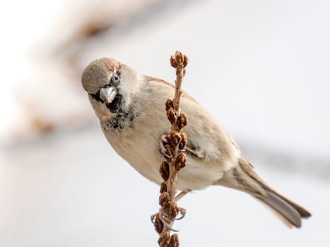 Male sparrow sits in a dense wintry shrubbery in front of blurred background