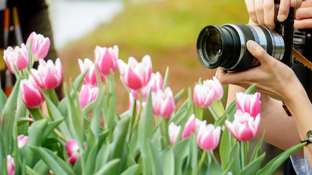 Taipei Shilin official residence, Taiwan - 21 Feb, 2019: 2019 Shilin official residence tulip exhibition, Taipei, Taiwan