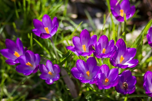 crocus - one of the first spring flowers