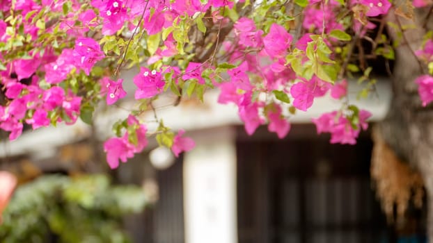 The Paper flowers,pink and lime flowers in full bloom,Bougainvillea,Hairy bougainvillea