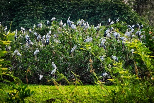 Heron Bird Watching, wildlife of great egrets in the nature