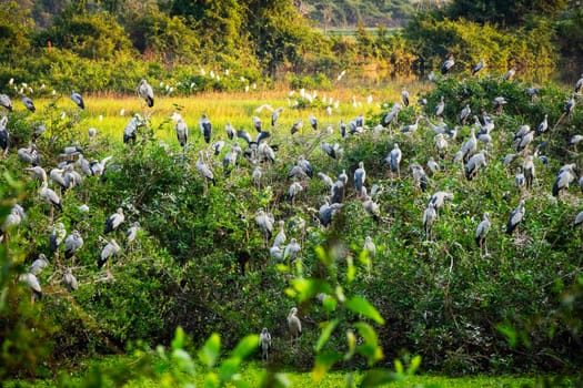 Heron Bird Watching, wildlife of great egrets in the nature