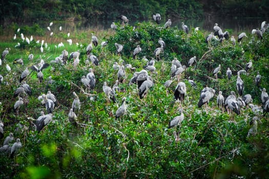 Heron Bird Watching, wildlife of great egrets in the nature