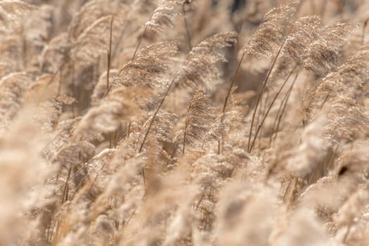 Dried reed with selective focus and blurred areas as a background