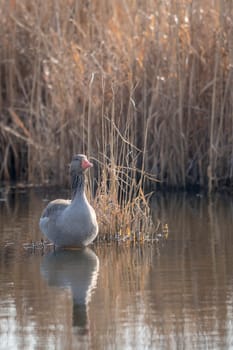 Frontal shot greylag sits on a small island in front of blurred reed background with copy space