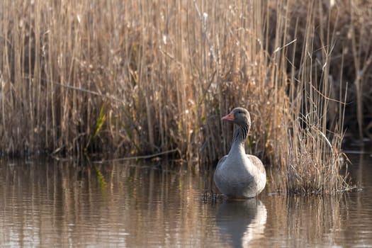 Frontal shot greylag sits on a small island in front of blurred reed background with copy space