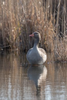 Frontal shot greylag sits on a small island in front of blurred reed background with copy space