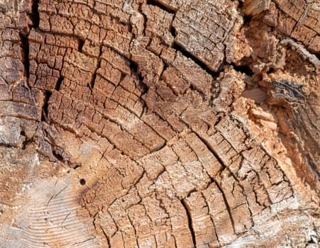 Old and decayed interface of a felled tree as a background