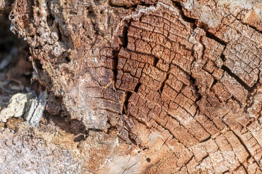 Old and decayed interface of a felled tree as a background