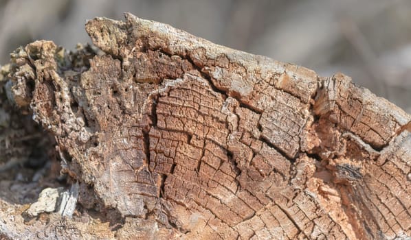 Old and decayed interface of a felled tree as a background