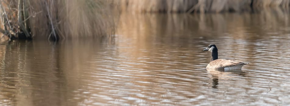 Canada goose floats in front of brown reed with plenty of text space on a lake